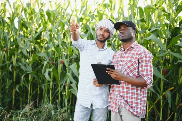 Dva Afričtí Indičtí Farmáři Kontrolují Sklizeň Kukuřičném Poli — Stock fotografie