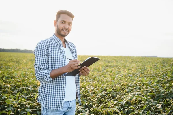 An Indian farmer in a soybean field
