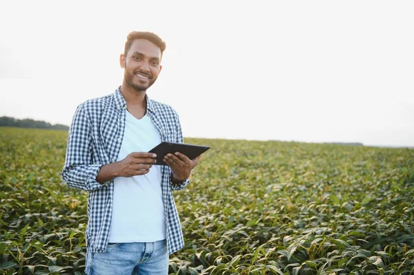 Mladý Pohledný Indiánský Agronomista Pracuje Poli Sóji Studuje Úrodu — Stock fotografie