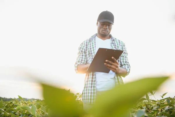 Farmář Stojí Svém Rostoucím Sójovém Poli Spokojen Dobrým Vývojem Rostlin — Stock fotografie