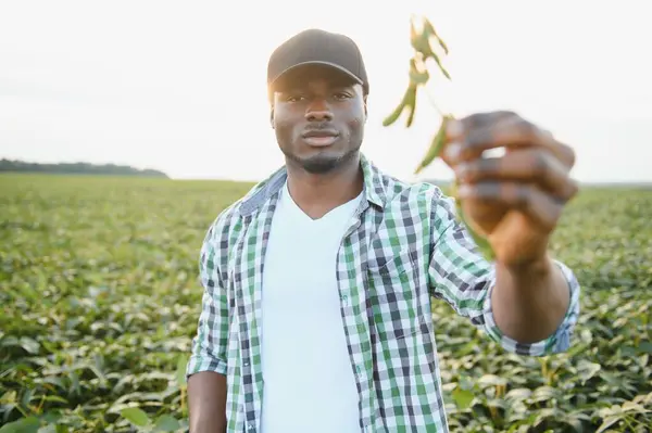 African American Male Farmer Agronomist Inspects Soybeans Field Sunset — Stock Photo, Image