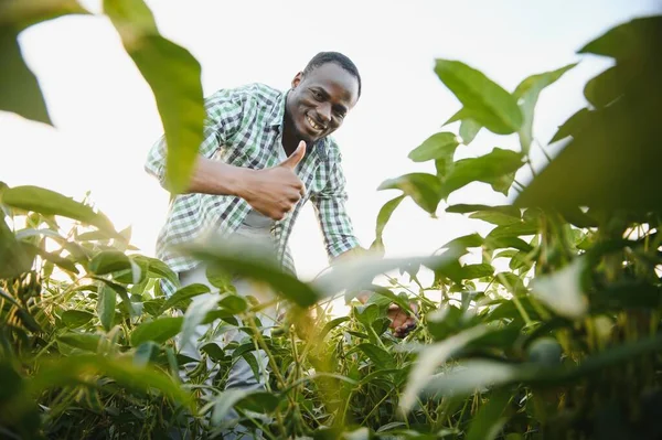 Agricultor Agrónomo Afroamericano Inspecciona Soja Campo Atardecer — Foto de Stock