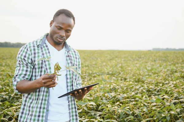 美国黑人男性农民或农学家在日落时视察田野里的大豆 — 图库照片