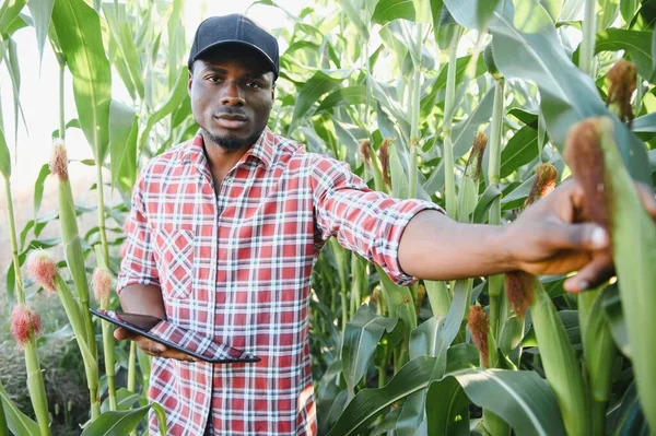 Africano Farmer Stand Fazenda Verde Com Tablet Exploração — Fotografia de Stock