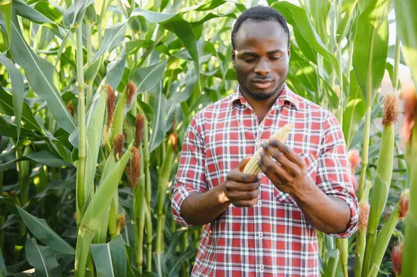Homem Agricultor Africano Segurando Milho Fresco Fazenda Orgânica Com Sorriso — Fotografia de Stock