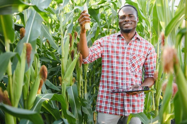 Africký Farmář Stojí Poli Pěstování Kukuřice — Stock fotografie
