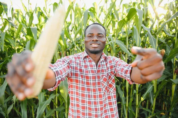 Agricultor Africano Está Campo Plantação Milho — Fotografia de Stock