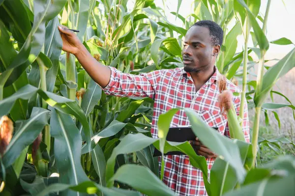 Agricultor Africano Americano Agronomista Inspeciona Cultura Milho Conceito Agricultura — Fotografia de Stock