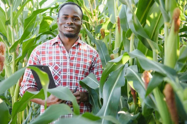 Agricultor Africano Americano Agronomista Inspeciona Cultura Milho Conceito Agricultura — Fotografia de Stock