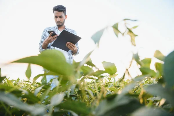 A young handsome Indian agronomist is working in a soybean field and studying the crop