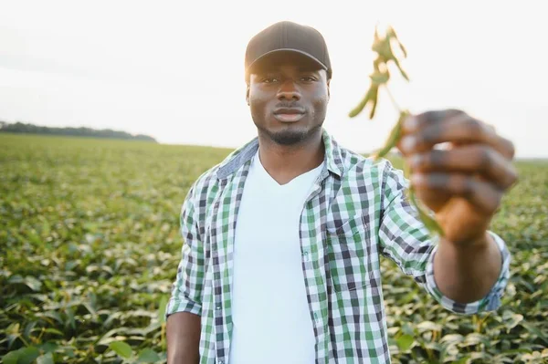 Farmer Standing His Growing Soybean Field Satisfied Because Good Progress — Stock Photo, Image
