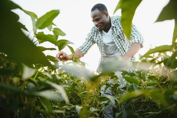 농부들은 자기가 재배하는 콩밭에서 식물의 발육때문에 — 스톡 사진