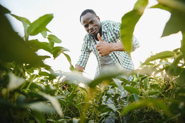Çiftçi Büyüyen Soya Fasulyesi Tarlasında Duruyor Bitkilerin Gelişimi Onu Tatmin — Stok fotoğraf