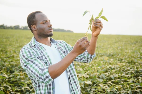 Афроамериканский Фермер Агроном Осматривает Соевые Бобы Поле Закате — стоковое фото