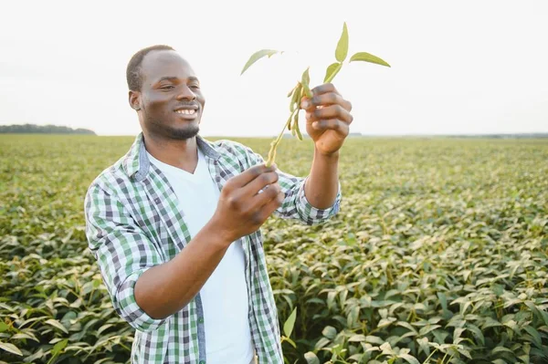 Farmář Stojí Svém Rostoucím Sójovém Poli Spokojen Dobrým Vývojem Rostlin — Stock fotografie