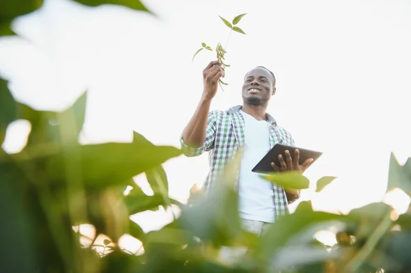 Soya Tarlasında Gün Batımında Afrikalı Amerikalı Erkek Çiftçi — Stok fotoğraf