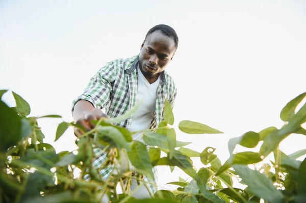 Agricoltore Agronomo Afroamericano Ispeziona Semi Soia Campo Tramonto — Foto Stock