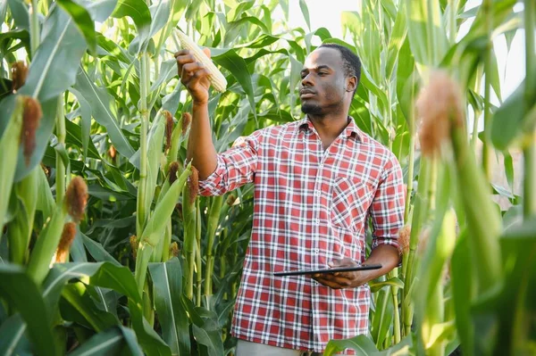African Farmer Man Holding Fresh Corn Organic Farm Smile Happy — Stock Photo, Image