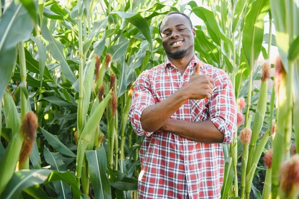 Young Handsome African American Farmer Agronomist Inspects Corn Crop — Stock Photo, Image