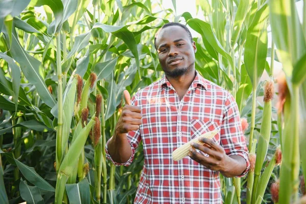 Jovem Agricultor Afro Americano Bonito Agrônomo Inspeciona Cultura Milho — Fotografia de Stock