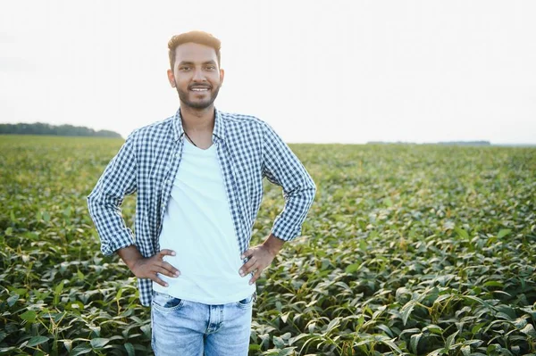 Seorang Agronomis Muda India Yang Tampan Bekerja Ladang Kedelai Dan — Stok Foto