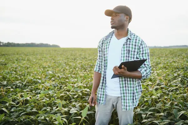 African American Male Farmer Soybean Field Sunset — Stock Photo, Image