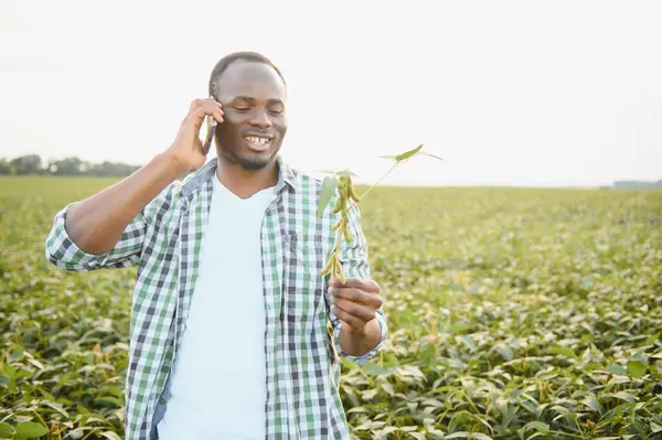 Afrika Kökenli Amerikalı Bir Erkek Çiftçi Tarım Uzmanı Gün Batımında — Stok fotoğraf