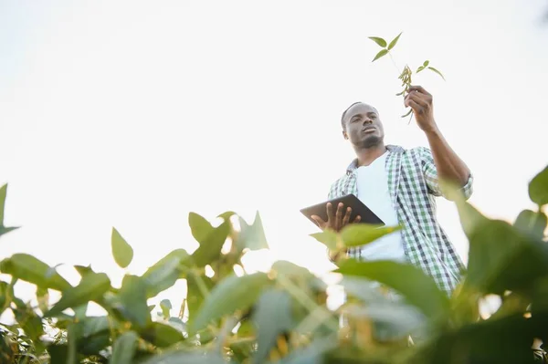 Agricultor Agrônomo Afro Americano Inspeciona Soja Campo Pôr Sol — Fotografia de Stock