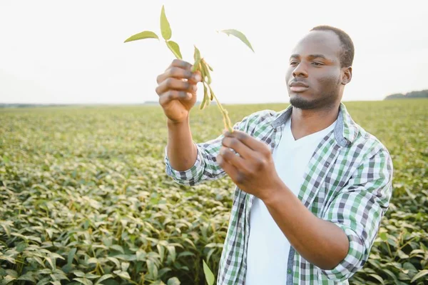African American Male Farmer Agronomist Inspects Soybeans Field Sunset — Stock Photo, Image
