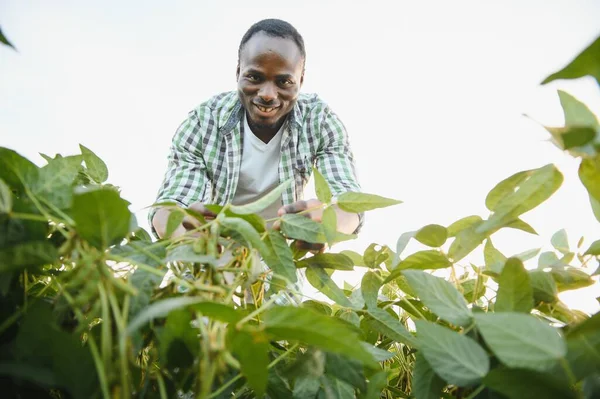 農家は彼の成長する大豆畑に立っています 彼は植物の良い進歩のために満足している — ストック写真