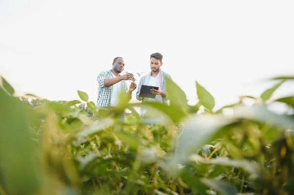 Двоє Африканських Індійських Фермерів Перевіряють Урожай Кукурудзяному Полі — стокове фото