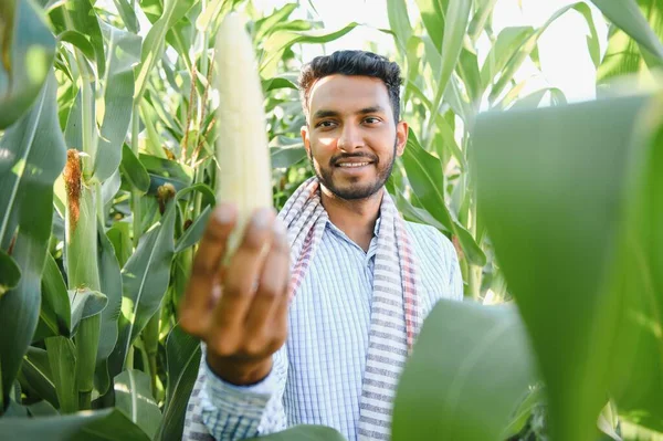 Farmer at corn field. A farmer or agronomist inspects the corn crop