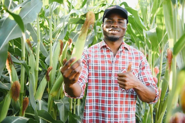 African American Farmer Agronomist Inspects Corn Crop Concept Agriculture — Stock Photo, Image