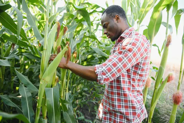 Afrikalı Amerikalı Çiftçi Tarımcı Mısır Mahsulünü Inceler Tarım Kavramı — Stok fotoğraf