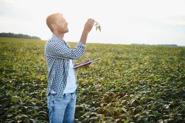 The concept of agriculture. An Indian farmer or agronomist inspects the soybean crop in a field