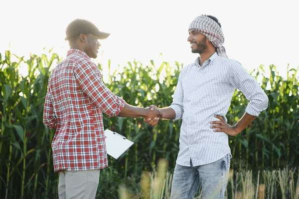 2人のアフリカ人とインド人の農民がトウモロコシ畑で収穫をチェック — ストック写真
