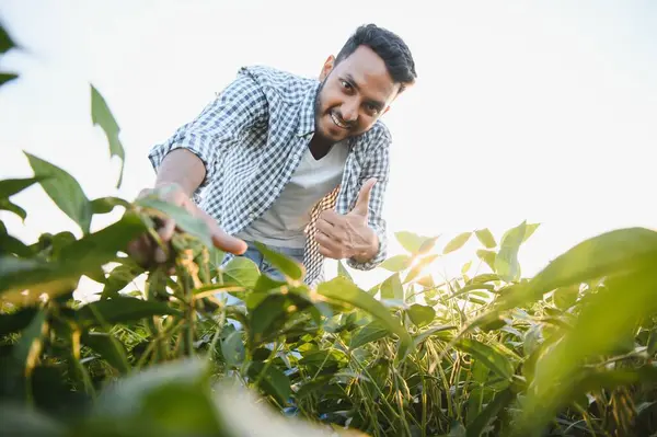 A young handsome Indian agronomist is working in a soybean field and studying the crop