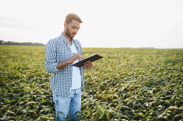 An Indian farmer works in a soybean field. The farmer examines and inspects the plants