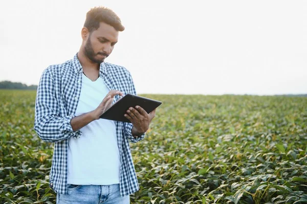 The concept of agriculture. An Indian farmer or agronomist inspects the soybean crop in a field