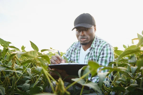 African Agronomist Soybean Field Examines Crop — Stock Photo, Image