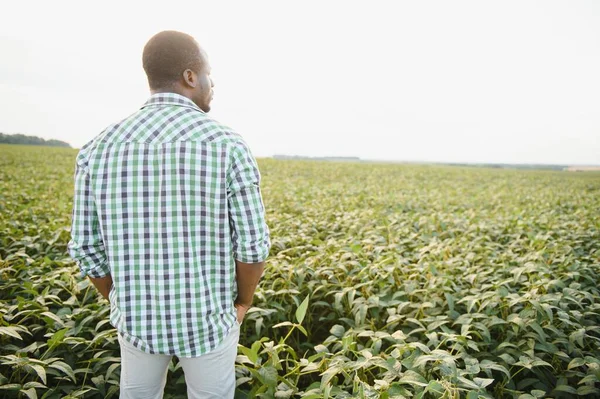 Soya Tarlasında Tarımcı Bir Afrikalı Mahsulü Inceliyor — Stok fotoğraf