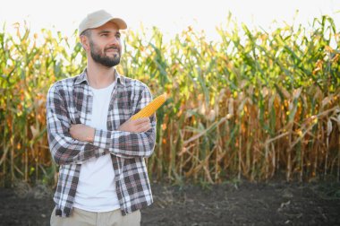 Erkek bir çiftçi ya da tarımcı mısır tarlasında çalışıyor. Tarım kavramı.