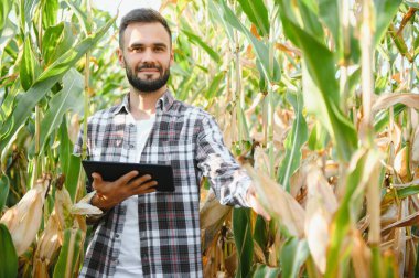 Mısır yıl teftiş çiftçi veya mısır hasat