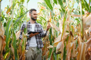 Çiftçi, mısır tarlasında iş adamı, tablet bilgisayar kullanıyor. Dijital tabletli erkek çiftçi mısır tarlasında çalışıyor