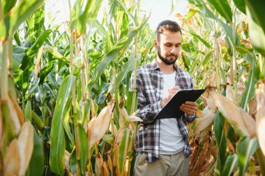 Mısır yıl teftiş çiftçi veya mısır hasat