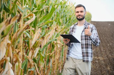 Bir adam mısır tarlasını teftiş ediyor ve zararlıları arıyor. Başarılı çiftçi ve tarım sektörü