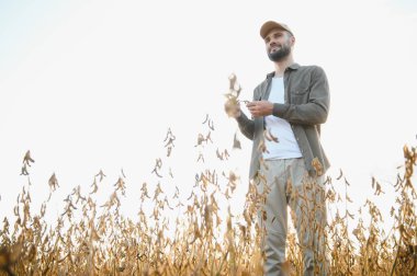 Agronomist tarlada yetişen soya fasulyesi ekinlerini inceliyor. Tarım üretim konsepti. Genç tarımcı yazın tarlada soya fasulyesi mahsulünü inceliyor. Soya tarlasında çiftçi