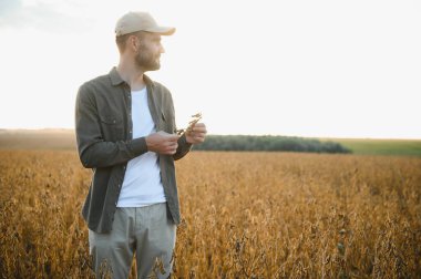 Agronomist tarım tarlasında soya fasulyesi hasadını teftiş ediyor - tarım kavramı - çiftlik soya fasulyesi tarlasında çiftçi
