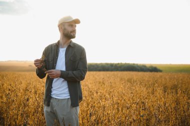 Soya tarlasında gün batımında duran çiftçi.