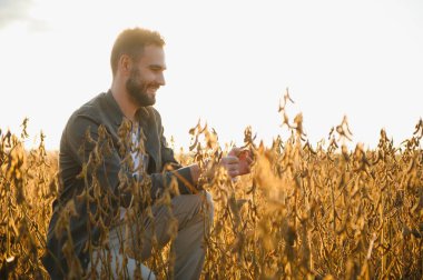 Soya tarlasında tarım yapan çiftçi. Tarım endüstrisi